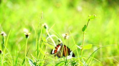 HD 1080p 250 fps ağır çekim Tayland güzel kelebeği çayır çiçekleri doğa
