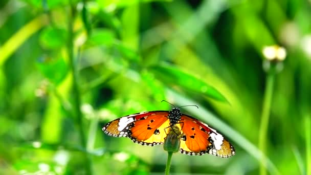1080P 250Fps Замедленной Съемки Тайский Красивый Бабочка Лугу Цветы Природа — стоковое видео