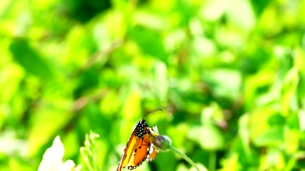 1080P 250Fps Powolny Ruch Tajski Piękny Motyl Łące Kwiaty Natura — Wideo stockowe