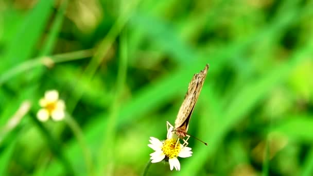 1080P 250Fpsのスローモーション牧草地の花でタイの美しい蝶自然屋外 — ストック動画
