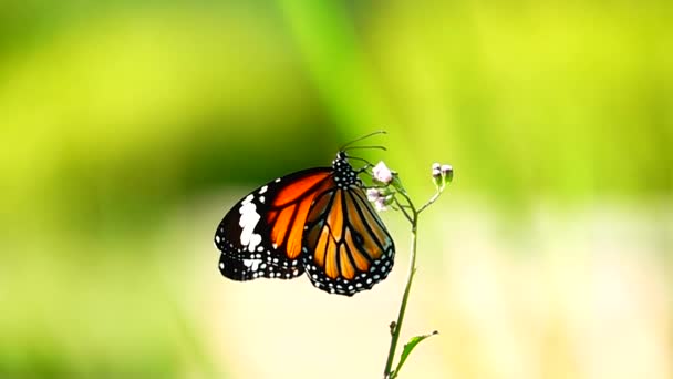 1080P 500Fps Cámara Lenta Tailandesa Hermosa Mariposa Prado Flores Naturaleza — Vídeos de Stock