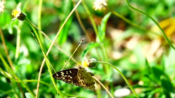 1080P 250Fps Cámara Lenta Tailandesa Hermosa Mariposa Prado Flores Naturaleza — Vídeo de stock