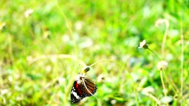 HD 1080p 250 fps ağır çekim Tayland güzel kelebeği çayır çiçekleri doğa