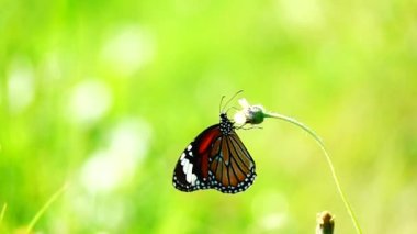 HD 1080p 500fps ağır çekim Thai güzel kelebek çayırda çiçek doğa