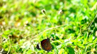HD 1080p 500fps ağır çekim Thai güzel kelebek çayırda çiçek doğa