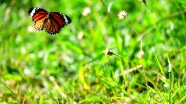 HD 1080p 500fps ağır çekim Thai güzel kelebek çayırda çiçek doğa