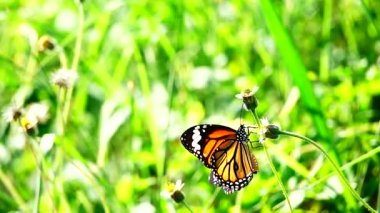 HD 1080p 250 fps ağır çekim Tayland güzel kelebeği çayır çiçekleri doğa