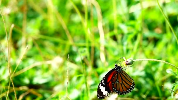 1080P 500Fps Cámara Lenta Tailandesa Hermosa Mariposa Prado Flores Naturaleza — Vídeos de Stock