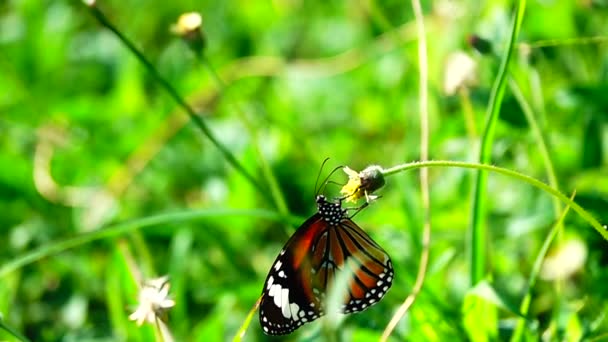 1080P 250Fps Zpomalení Thajský Krásný Motýl Louce Květiny Příroda Venkovní — Stock video