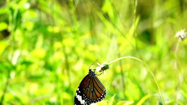 1080P 500Fps Cámara Lenta Tailandesa Hermosa Mariposa Prado Flores Naturaleza — Vídeos de Stock