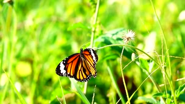 1080P 250Fps Slow Motion Thai Beautiful Butterfly Meadow Flowers Nature — Stock Video
