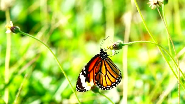 1080P 250Fps Zeitlupe Thai Schönen Schmetterling Auf Der Wiese Blumen — Stockvideo