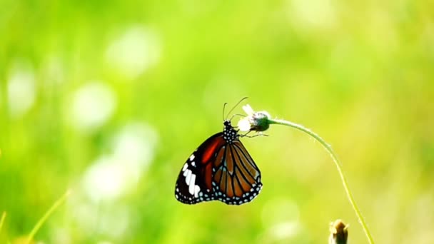 1080P 500Fpsのスローモーション牧草地の花でタイの美しい蝶自然屋外 — ストック動画