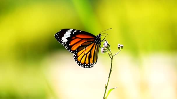 1080P 500Fps Cámara Lenta Tailandesa Hermosa Mariposa Prado Flores Naturaleza — Vídeos de Stock