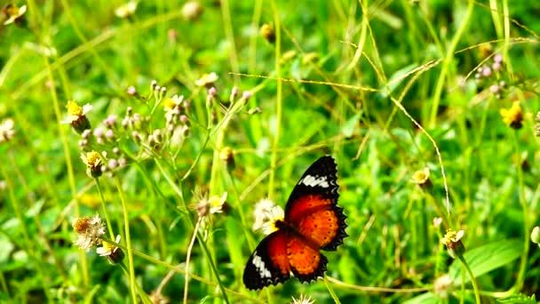 HD 1080p 250fps zpomalení thajský krásný motýl na louce květiny příroda venkovní