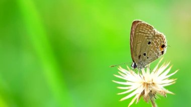 4K Thai güzel kelebek çayır çiçekleri doğa