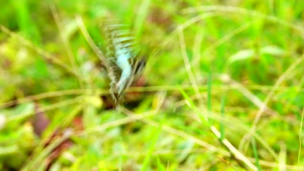 Tailandés Hermosa Mariposa Prado Flores Naturaleza Aire Libre — Vídeo de stock