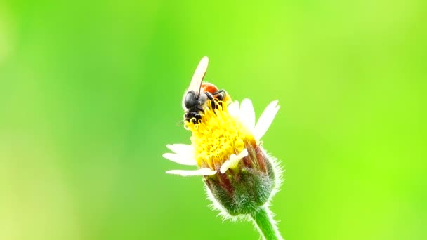 Ταϊλανδέζικη Όμορφη Μέλισσα Στο Λιβάδι Λουλούδια Φύση Εξωτερική — Αρχείο Βίντεο