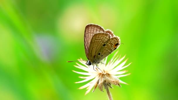 Thai Beau Papillon Sur Prairie Fleurs Nature Extérieur — Video