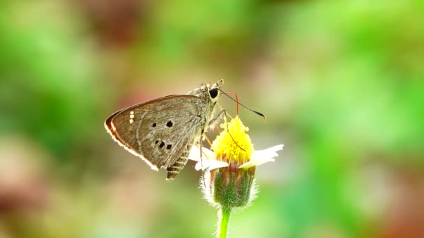 4K泰国美丽的蝴蝶在草地上绽放 大自然在室外 — 图库视频影像