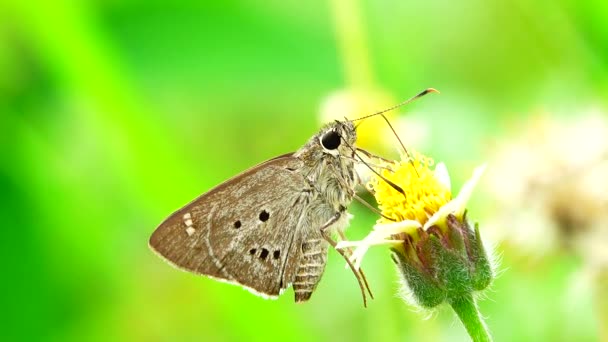 Thaise Mooie Vlinder Weide Bloemen Natuur Buiten — Stockvideo