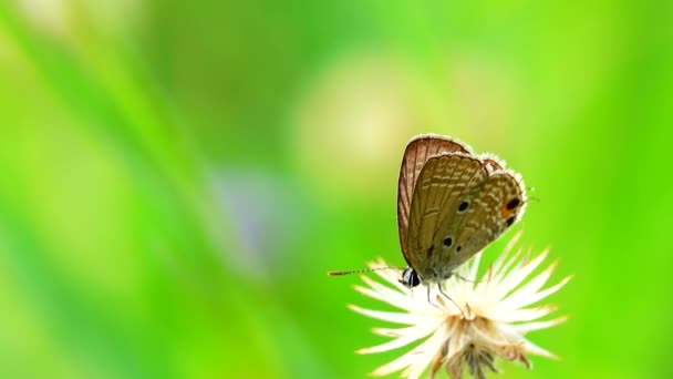 Tajski Piękny Motyl Łące Kwiaty Natura Zewnątrz — Wideo stockowe