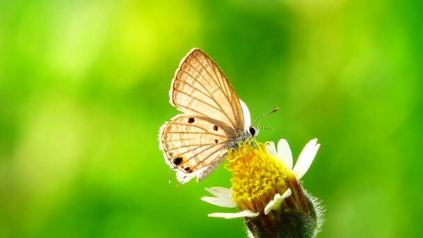 Tailandés Hermosa Mariposa Prado Flores Naturaleza Aire Libre — Vídeo de stock