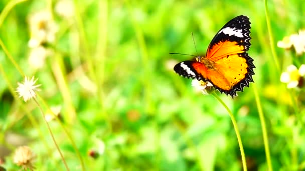 1080P 250Fps Zeitlupe Thai Schönen Schmetterling Auf Der Wiese Blumen — Stockvideo