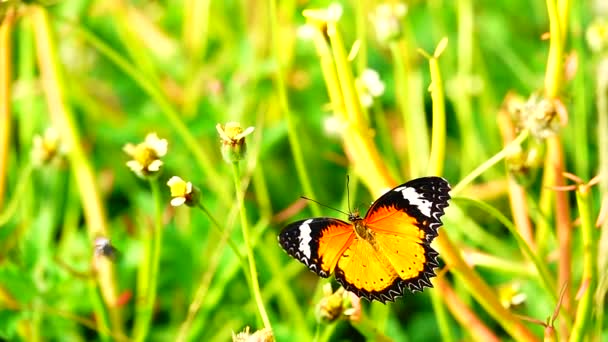 1080P 250Fps Ralenti Thai Beau Papillon Sur Les Fleurs Prairie — Video