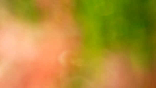 美しいぼやけた金の性質抽象的な4Kビデオ背景 古い木の日当たりの良い葉や風に吹かれながら夕日の空気中を飛ぶポプラ花粉の綿毛の柔らかい粒子 — ストック動画
