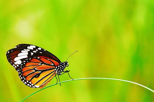 Тайская Красивая Бабочка Открытом Воздухе — стоковое фото