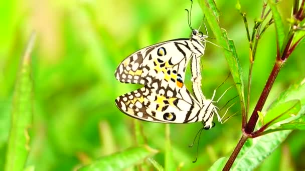 Thai Vacker Fjäril Äng Blommor Natur Utomhus — Stockvideo