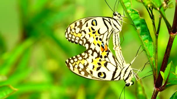 Tailandês Bela Borboleta Prado Flores Natureza Livre — Vídeo de Stock