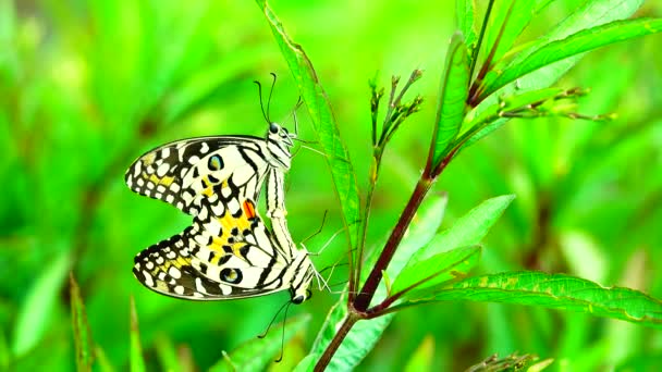 Thaise Mooie Vlinder Weide Bloemen Natuur Buiten — Stockvideo