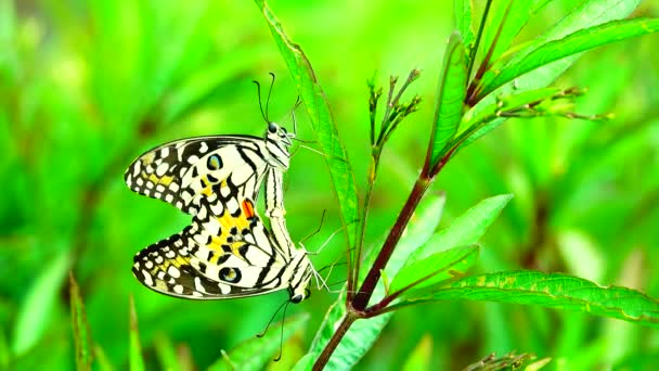 Tailandês Bela Borboleta Prado Flores Natureza Livre — Vídeo de Stock