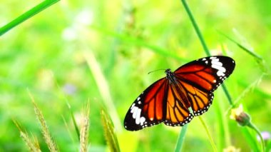 4K Tayland kelebeği bahçe bahçesinde yaz çiçeği ve kelebek çiçeği kelebeği