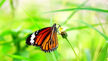 4K Tayland kelebeği bahçe bahçesinde yaz çiçeği ve kelebek çiçeği kelebeği