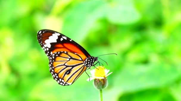 4K Thai butterfly in garden garden summer flower and butterfly flower butterfly flower butterfly