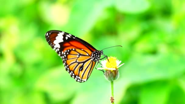 Thai Pillangó Kertben Kert Nyári Virág Pillangó Virág Pillangó Virág — Stock videók