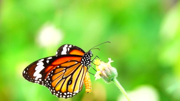 4K泰国蝴蝶在花园的夏天花和蝴蝶花蝴蝶 — 图库视频影像