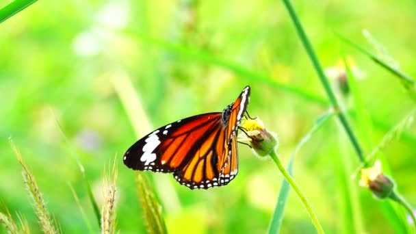 Tajski Motyl Ogrodzie Ogród Lato Kwiat Motyl Kwiat Motyl Motyl — Wideo stockowe