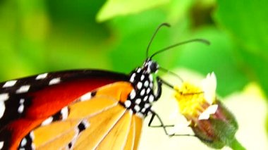 4K Tayland kelebeği bahçe bahçesinde yaz çiçeği ve kelebek çiçeği kelebeği