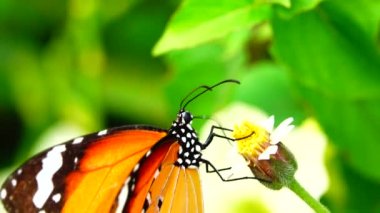 4K Tayland kelebeği bahçe bahçesinde yaz çiçeği ve kelebek çiçeği kelebeği