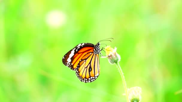 Thaise Vlinder Tuin Zomer Bloem Vlinder Bloem Vlinder Bloem Vlinder — Stockvideo