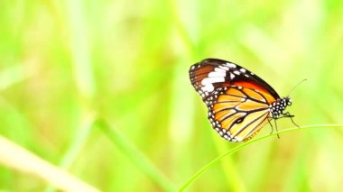 4K Tayland kelebeği bahçe bahçesinde yaz çiçeği ve kelebek çiçeği kelebeği