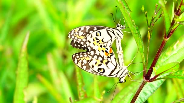 Mariposa Tailandesa Jardín Jardín Flor Verano Mariposa Flor Mariposa Flor — Vídeo de stock