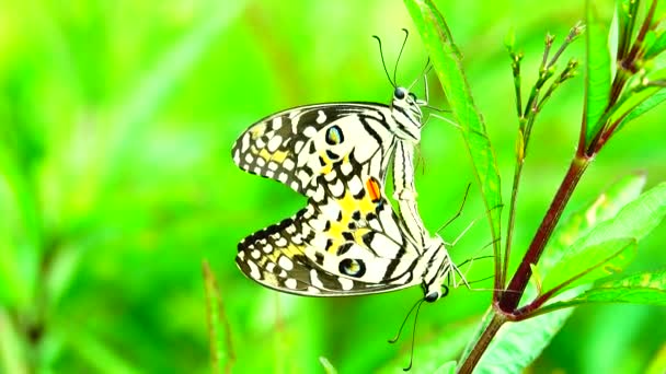 Mariposa Tailandesa Jardín Jardín Flor Verano Mariposa Flor Mariposa Flor — Vídeo de stock