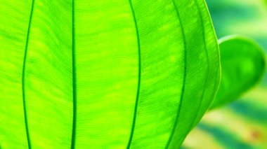 4K Yakın plan, Yeşil, rüzgarda ve güneş ışığında hareket ediyor.