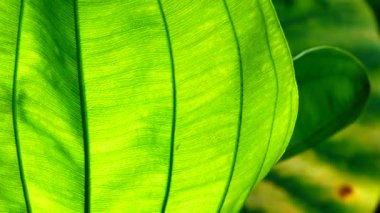 4K Yakın plan, Yeşil, rüzgarda ve güneş ışığında hareket ediyor.