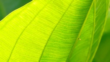 4K Yakın plan, Yeşil, rüzgarda ve güneş ışığında hareket ediyor.